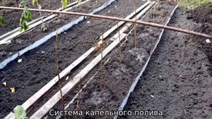 Малина Химбо Топ