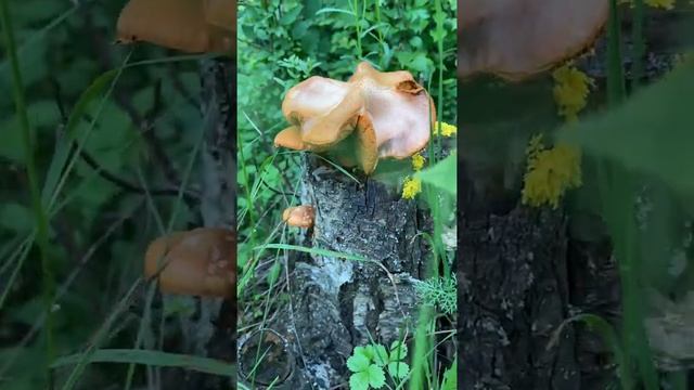 Грибы ? в горах чеченская республика #грибы смотреть онлайн