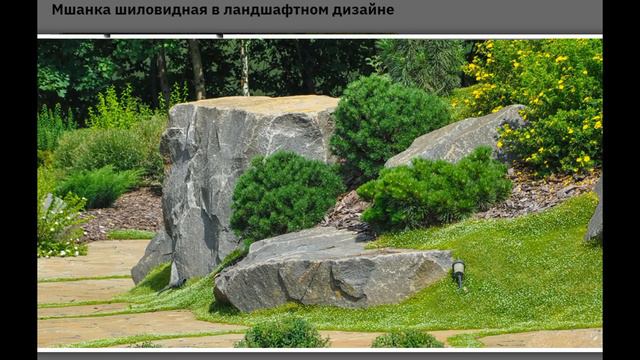 Мшанка шиловидная в ландшафтном дизайне: идеальный почвопокровник для сочетания с камнем