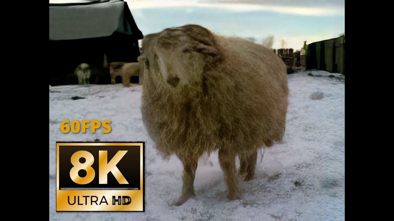 Баран Борис (8K 60FPS UHD)