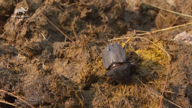 Дикие реки Африки / Wild Africa. Rivers of Life Серия 6 Замбези / Zambesi River