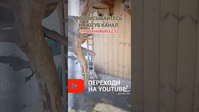 БЕЛОЧКА