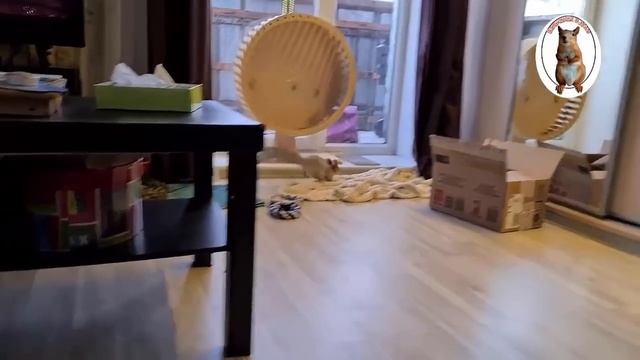 Бельчонок счастливый, урчит и пищит от радости!!! ? ?️ Happy squirrel, hums and squeaks with joy