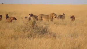 Hyenas attack Lions   Lion vs  Hyenas  Гиены нападают львов