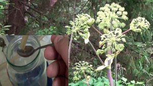 Спирт из БОРЩЕВИКА! Миф или реальность?