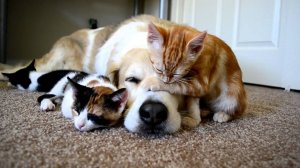 Приколы с животными до слез / Смешные видео с кошками и собаками