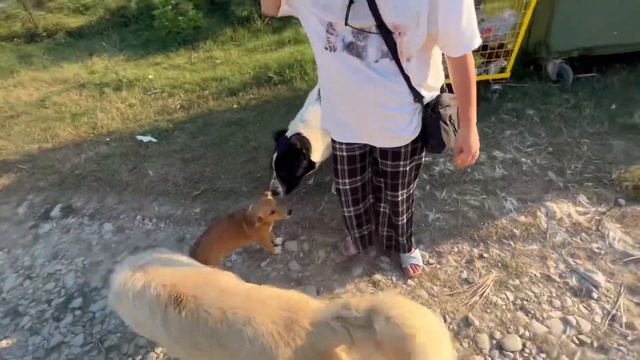 !!ШОК!! голодные тигры напали на нас и мы еле отбились вискасэм смотреть онлайн