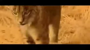 Факты о Рысях