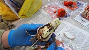 ГИППЕАСТРУМЫ после покупки. Что делать?