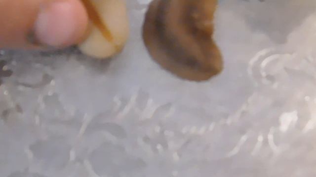 РЫЖИЕ МАДАГАСКАРСКИЕ СЛИЗНИ!!!