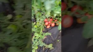 томат Семеновна ультроранний обильный сорт