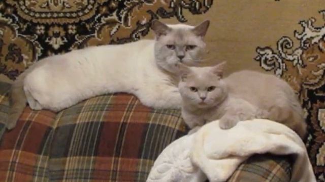 Дедовщина в кошачьей семье смотреть онлайн