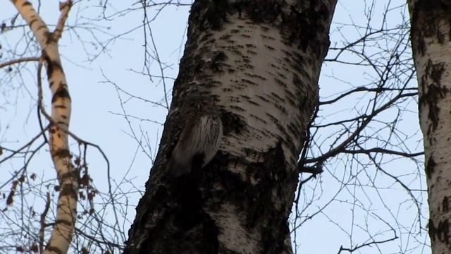 20-11-2016 Воробьиный сычик, часть-2 смотреть онлайн