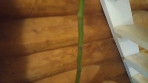 Штамбовая роза в горшке, март 2020!