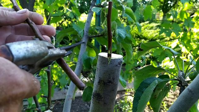 Летняя прививка груши на яблоню.Пошаговая инструкция.