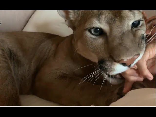 Доброе утро, папочка! Лучший будильник-пума Месси смотреть онлайн