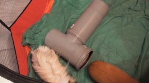 Полезные и ядовитые травы для морских свинок/что можно давать свинкам