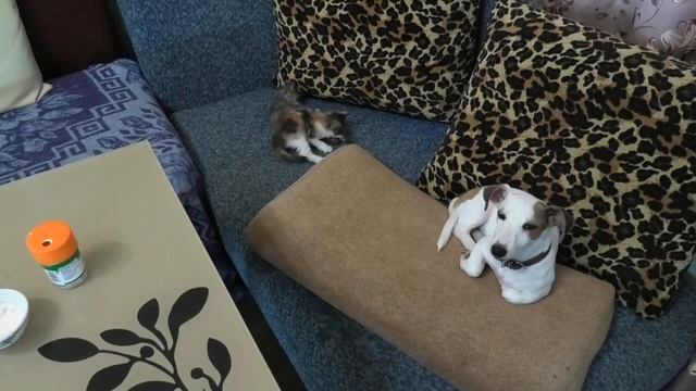 Альму ущемляют! Мы боимся уколов! Альма симулянтка! Забрали котенка смотреть онлайн