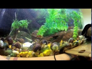 присоски перестали липнуть что делать???