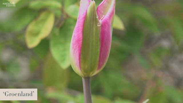 Top Tulip Groups | Viridflora смотреть онлайн