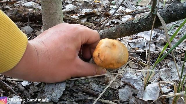 Нужно ли и как правильно собирать грибы срезать или выкручивать вырывать с корнем смотреть онлайн