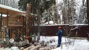 Спиливание четырёх деревьев с завешиванием на даче в Пушкинском районе, СНТ Плановый работник