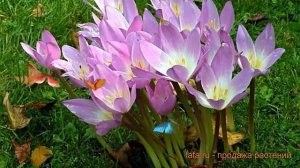 Безвременник византийский Византийский ? обзор: как сажать, луковицы безвременники Византийский