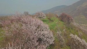 Цветет урюк,Алмарасанское ущелье, Заилийский Алатау, апрель.