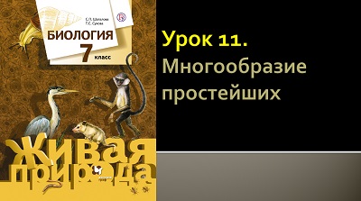 Урок 11. Многообразие простейших