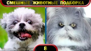Смешные животные 2022 Февраль 🐱 Кошки 🐶 Собаки 🐹 Funny animals 😂 Подборка № 8