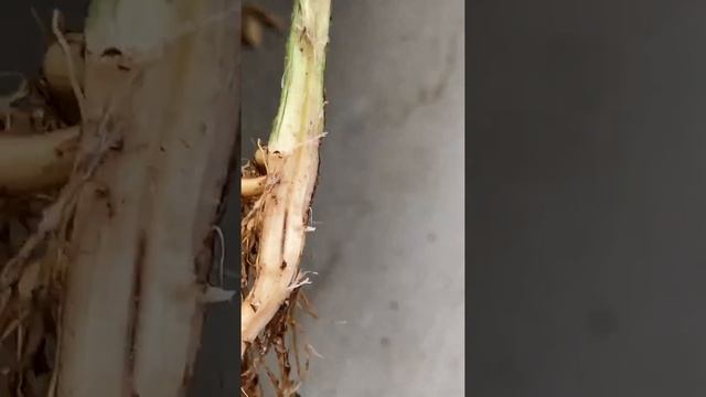 IPM Shorts: ROOT ROT! Fusarium Root Rot ( F. acuminatum, F. oxysporum, F. graminearum, F. solani)