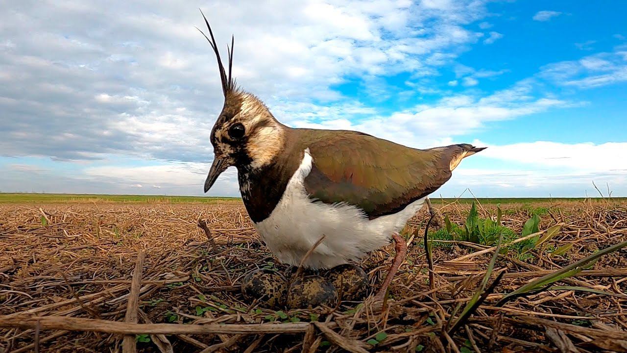 Чибис - гнездовая жизнь / Northern lapwing - nesting season смотреть онлайн