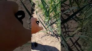 Самый огромный чеснок в мире. Как вырастить 2-ух метровый чеснок, с корне плодом весом до 3 кг