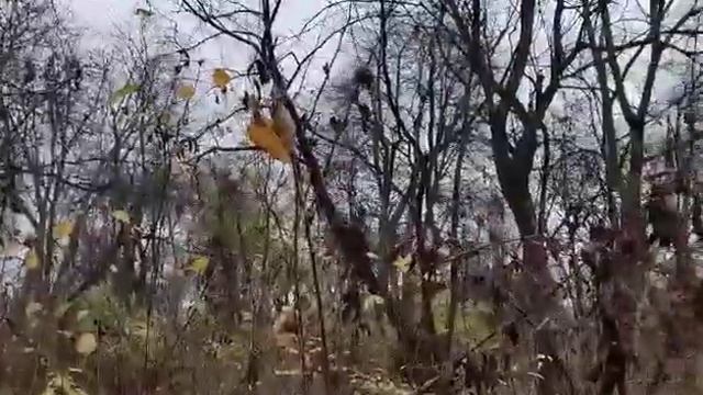 Про орехи смотреть онлайн