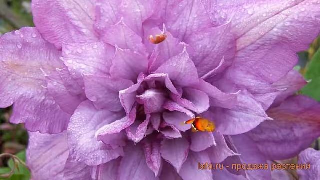 Клематис крупноцветковый Протеус (clematis) ? Протеус обзор: как сажать, рассада клематиса Протеус смотреть онлайн