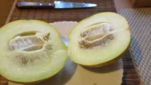 Дыня в Ленинградской области. Сорт ПАСПОРТ F1. Очень вкусная, рекомендую !