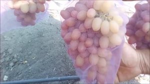 ?ВИНОГРАД АРОЧНЫЙ ОБЗОР