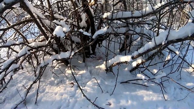 Добрали чужого подранка. ОХОТА НА ЗАЙЦА смотреть онлайн
