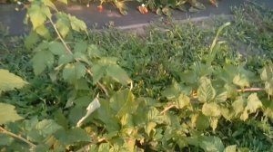 «МАЛИНА САМОХВАЛ, /Лучшие Российские сорта/,Обзор плодоношения».