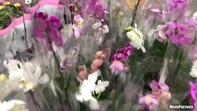 Чудо-какие прекрасные и необычные ОРХИДЕИ-фаленопсисы в новом привозе Леруа Мерлен на пр. Культуры. смотреть онлайн