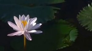 Духовная практика «Цветок Лотоса» для познания души