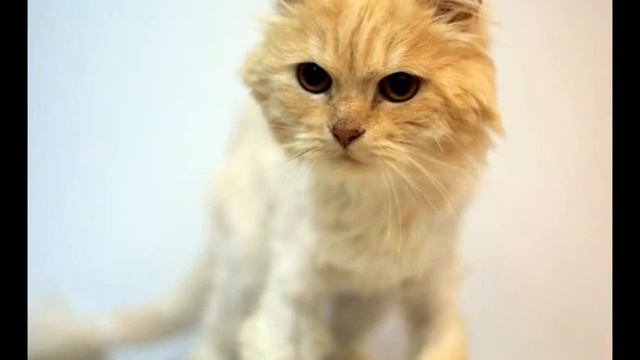 Кошки.Им нужен дом. смотреть онлайн