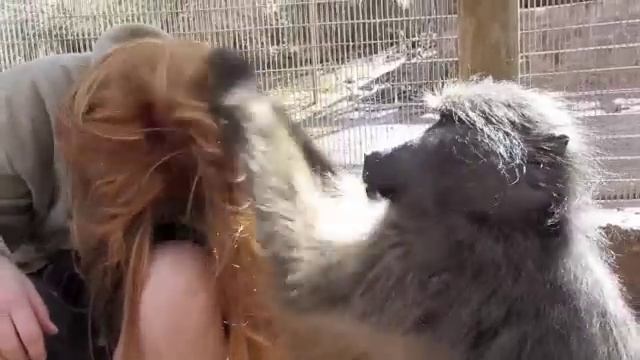 Monkey Grooming Me
