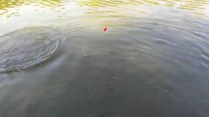 Белый Амур на бомбарду, Красногорск