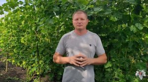 Можно ли есть виноград с косточками?