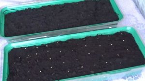 Сажаем томаты на рассаду.Всегда с урожаем)))