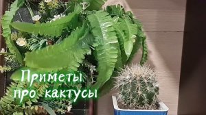 Приметы про кактусы. Кому можно и нельзя держать их в доме