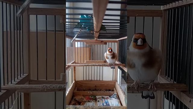 Щегол или щеглиха? смотреть онлайн