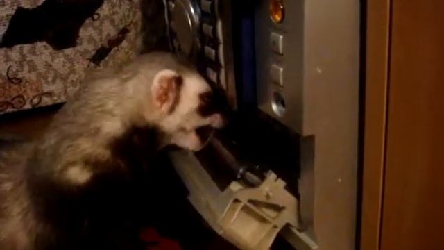 Самый умный хорек. Smartest ferret. смотреть онлайн