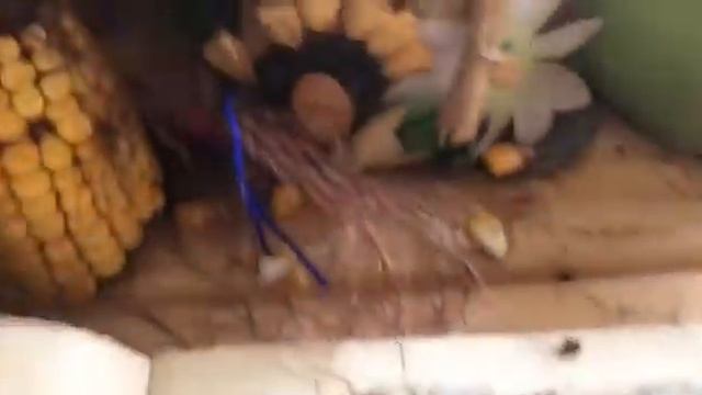 Сказочка дикие и домашние утки смотреть онлайн